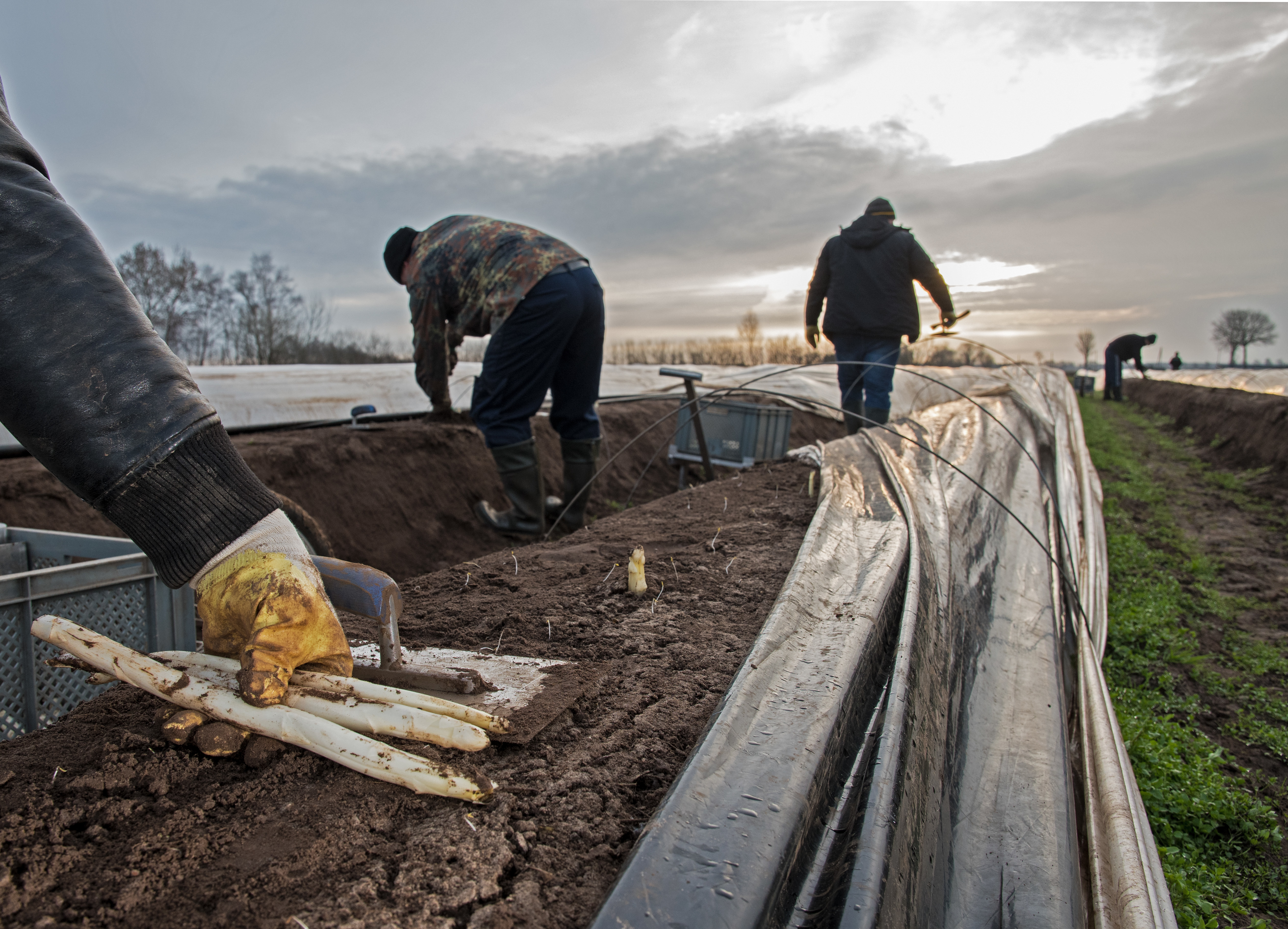 Spargelstecher in Niedersachsen