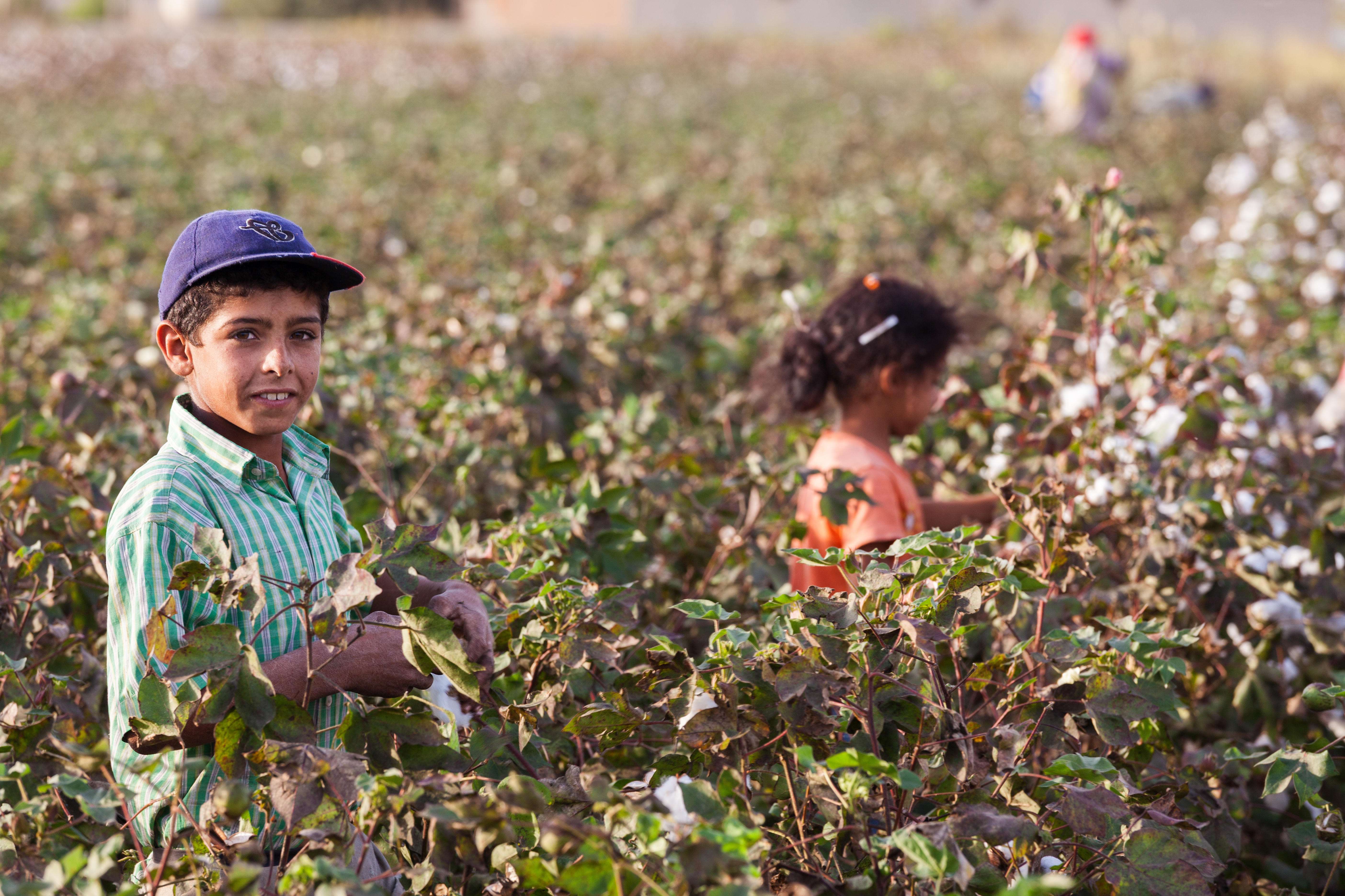 Türkische Kinderarbeiter beim Pflücken von Baumwolle nahe der Grenze zu Syrien