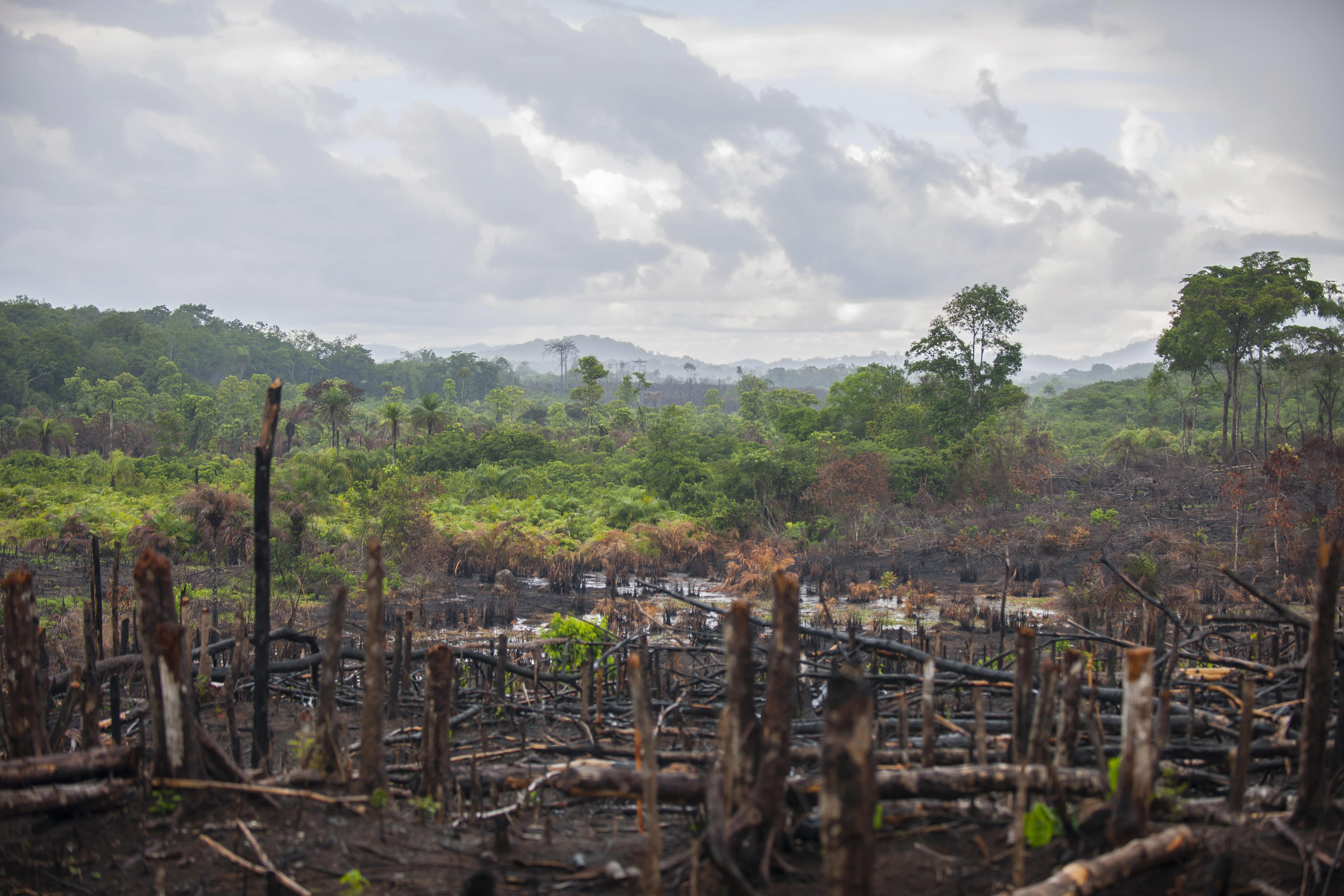 Die Weltgemeinschaft einigte sich auf ein Ende der Rodung von Wäldern bis 2030.