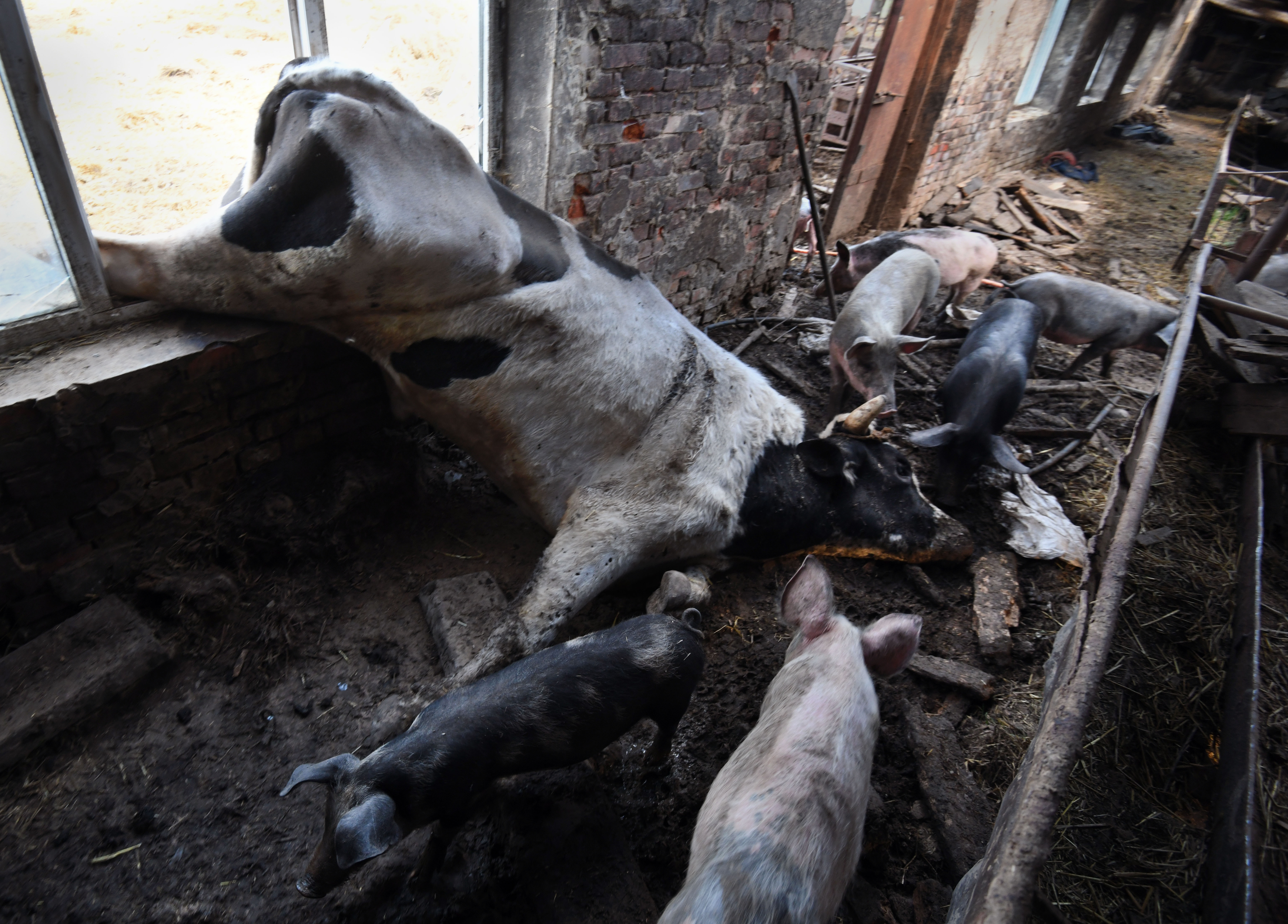 Many Ukrainian farmers have lost their cattle and pigs because of the war 