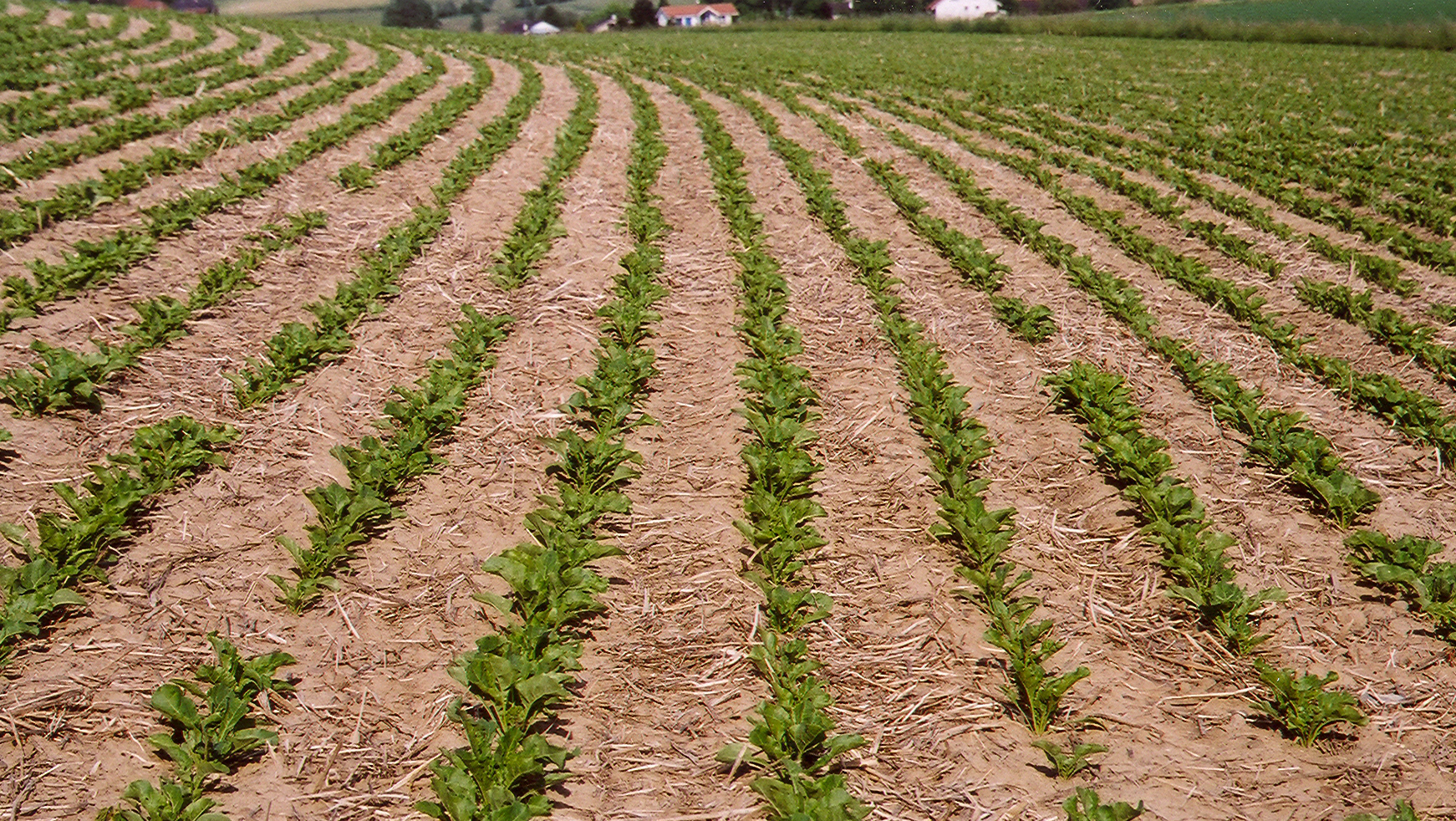 Mulchsaat bei Zuckerrüben