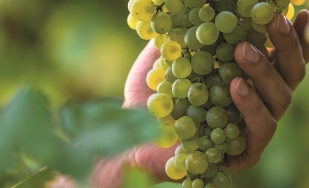 In vino libertas