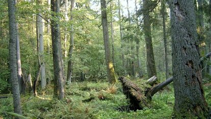 Białowieski-Nationalpark