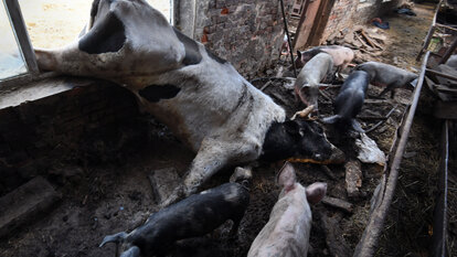 Viele ukrainische Landwirte haben wegen des Krieges ihre Rinder und Schweine verloren