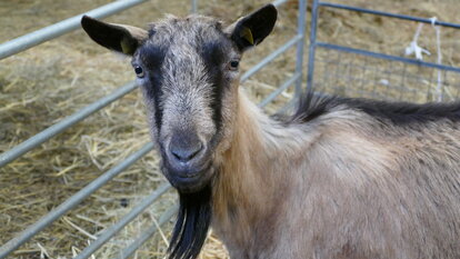 Schäferei Kirschbaum