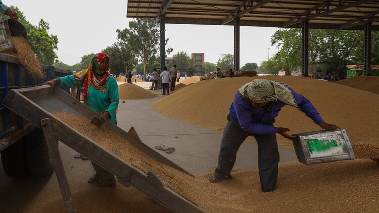 Arbeiter entladen Weizen von einem Anhänger auf einem Getreidegroßmarkt in Neu-Delhi, Indien 