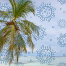 Palm Trees and virus