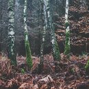 Wald bei Toppenstedt