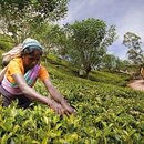 The Tea industry faces up to its challenges