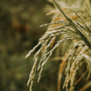 Hak Pangan_CIPS_FNF Indonesia 