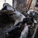 Many Ukrainian farmers have lost their cattle and pigs because of the war 