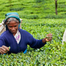 Tamil tea pickers, Sri Lanka