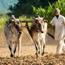 Indischer Farmer