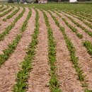 Mulchsaat bei Zuckerrüben