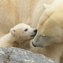 Eisbär