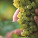In Vino Libertas