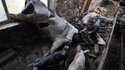 Many Ukrainian farmers have lost their cattle and pigs because of the war 