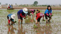  Überschwemmtes Reisfeld in Nordkorea.