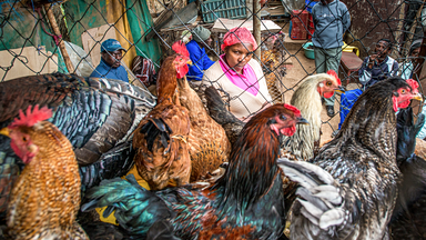 Agrarpolitik auf Kosten der Ärmsten