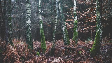 Wald bei Toppenstedt