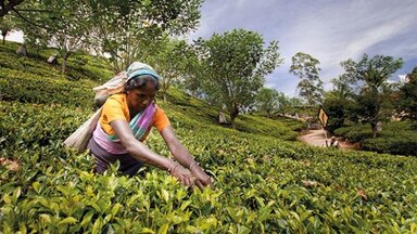 The Tea industry faces up to its challenges