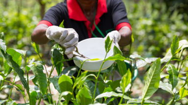 Tea plantation with worker 