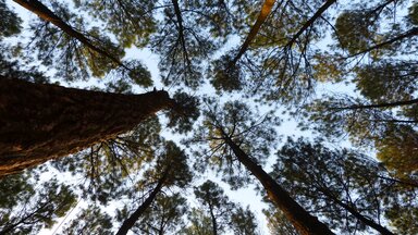 Hutan Pinus Yogyakarta