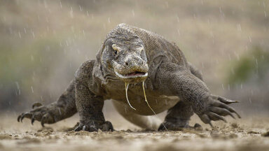 Komodo National Park