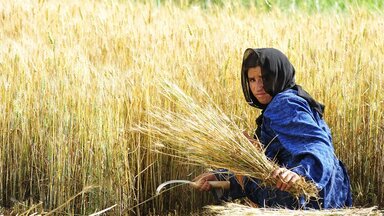 Une femme récolte des céréales dans son champ avec une faucille