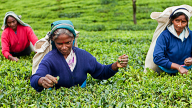 Tamil tea pickers, Sri Lanka