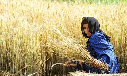 Une femme récolte des céréales dans son champ avec une faucille